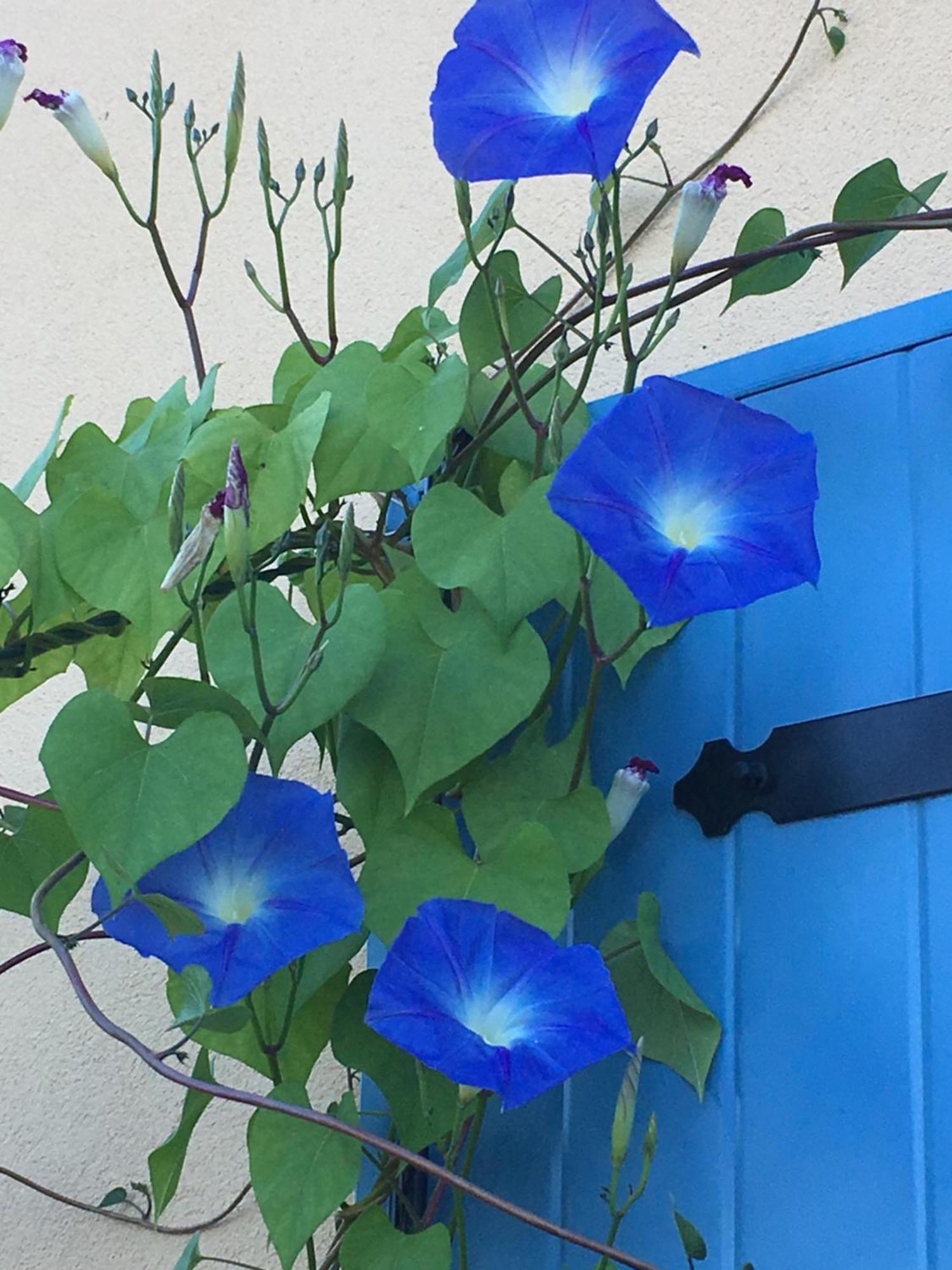 Bed and Breakfast La Mésange bleue Saint-Barthelemy  Exterior foto